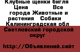 Клубные щенки бигля › Цена ­ 30 000 - Все города Животные и растения » Собаки   . Калининградская обл.,Светловский городской округ 